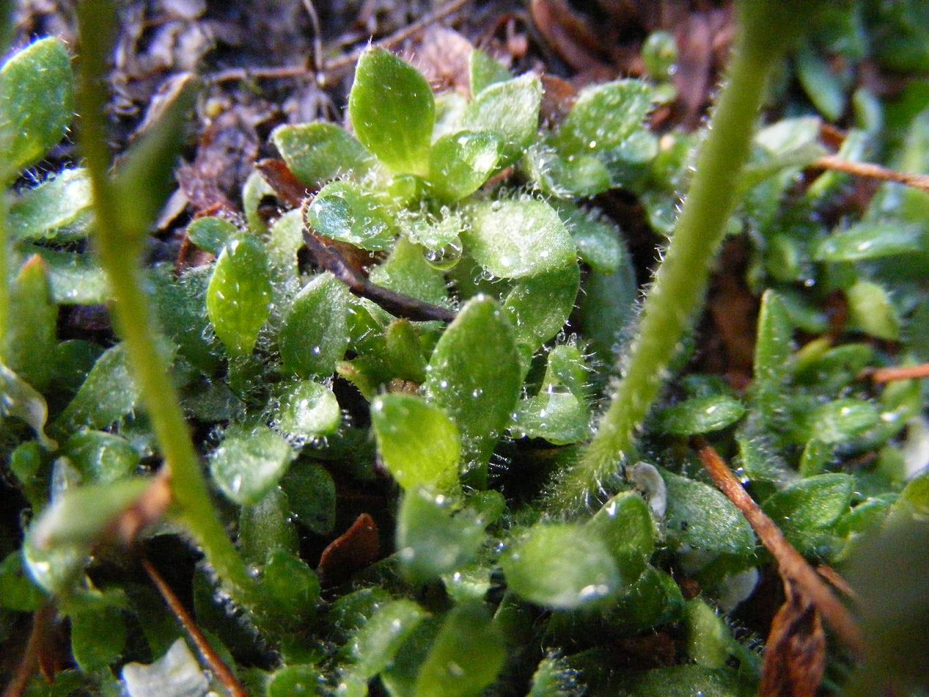 Saxifraga androsacea / Sassifraga rosulata
